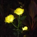 LAST DAY 50% OFF - SPRING ARTIFICIAL ROSE SOLAR GARDEN STAKE LIGHTS